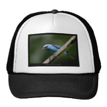 Cayana de Dacnis - Dacnis bleu (mâle) 01 Casquettes