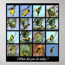 Ce qui a fait vous fait aujourd'hui - oiseau et ni poster