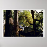 Cèdre, pin, et chênes, vallée de Yosemite Affiche