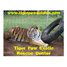 Centre exotique de délivrance de patte de tigre carte postale