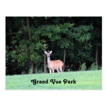 Cerfs communs au parc grand de Vue Cartes Postales