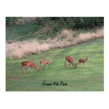 Cerfs communs au parc grand II de Vue Cartes Postales