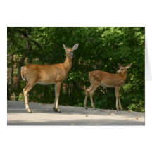 Cerfs communs cartes de vœux