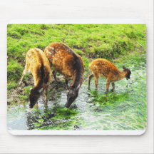 Cerfs communs tapis de souris