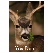 cerfs communs