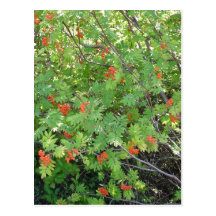 Cet arbre s'appelle Rowan en anglais (n scientifiq Carte Postale