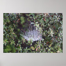 Chambre de goutte de rosée affiches