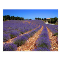 Champ de Lavendar en Provence Carte Postale