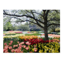 Champ des fleurs un matin de ressort cartes postales