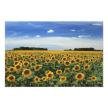 Champ des tournesols, France Impression Photo