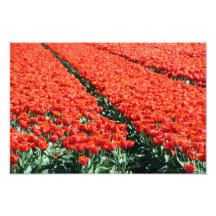 Champ des tulipes photos