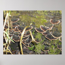 champignon affiches