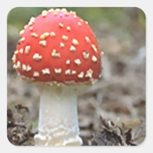 Champignon d'agaric de mouche autocollant