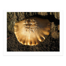 Champignons de Brown Cartes Postales