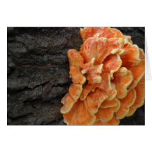 champignons oranges carte de vœux