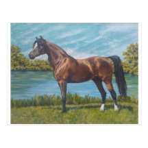Champion Cartes Postales