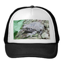 Chapeau de grenouille d'arbre casquette de camionneur