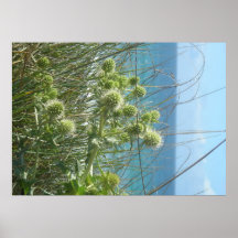 chardon des dunes affiches