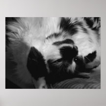 Charlie : Long chat domestique de cheveux Posters