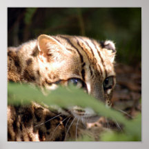 Chat 008 du Bengale Affiches
