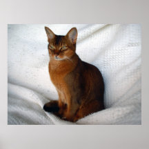 Chat abyssinien vermeil d'aube de Lucy Posters