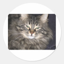 Chat Autocollants