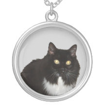 Chat aux cheveux longs d'animal familier collier