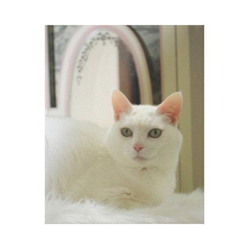 Chat blanc assez petit toile tendue sur châssis