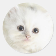 Chat blanc autocollants