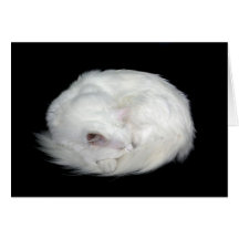 Chat blanc carte de vœux