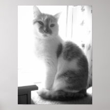 Chat blanc vintage posters