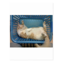 Chat Cartes Postales