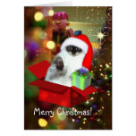Chat dans le chapeau de Père Noël Carte