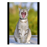 Chat de chant carte postale