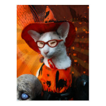 Chat de Halloween Cartes Postales
