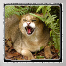 Chat de jungle 01 11x11 posters