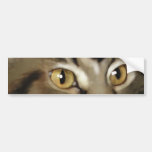 Chat de ragondin tigré noir du Maine Adhésif Pour Voiture
