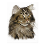 Chat de ragondin tigré noir du Maine Cartes Postales