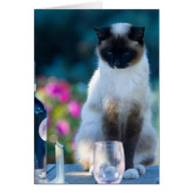 Chat de vin cartes de vœux