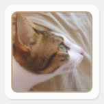 Chat magnifique - autocollant carré