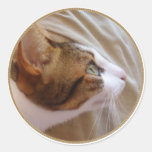 Chat magnifique - autocollant rond