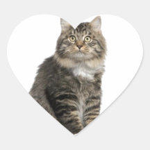 Chat Main coon Adhésif