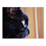 Chat noir carte postale