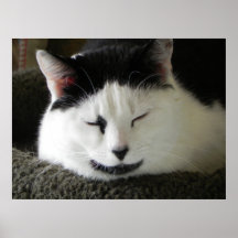 Chat noir et blanc posters