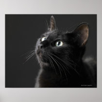 Chat noir sur le fond noir, plan rapproché