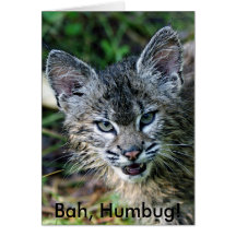 Chat sauvage, Bah, fumiste ! Cartes De Vœux