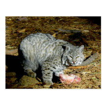 Chat sauvage… Bearizona Cartes Postales