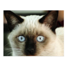 Chat siamois carte postale