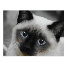 Chat siamois cartes postales