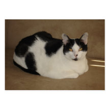 Chat sur un divan carte de visite